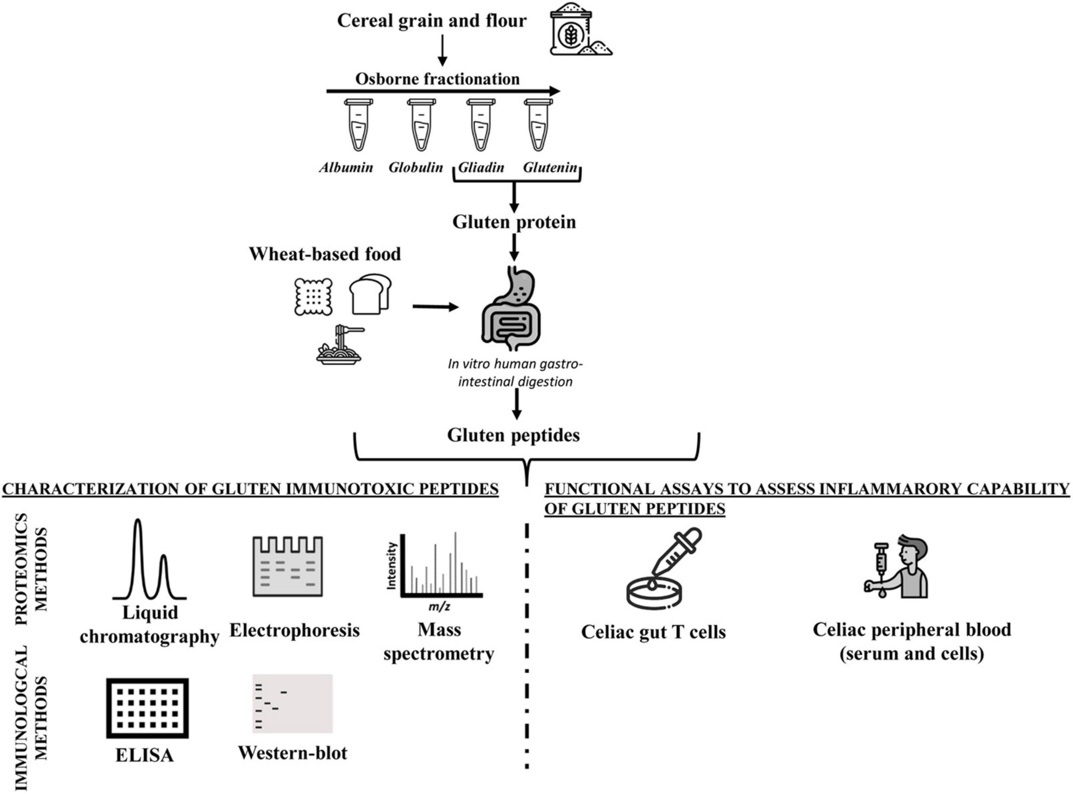 Analytical and functional approaches to assess the immunogenicity of gluten proteins